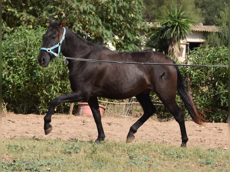 Andalusian Gelding 3 years 15 hh Black in Mallorca