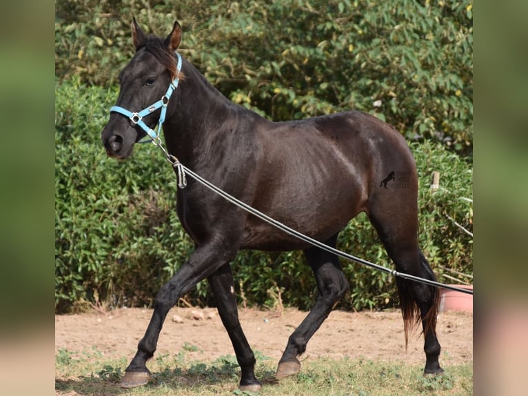 Andalusian Gelding 3 years 15 hh Black in Mallorca