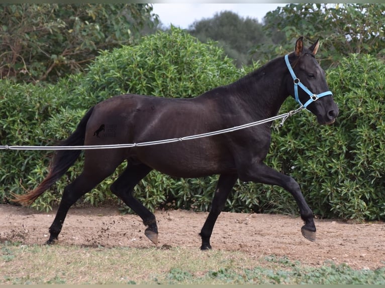 Andalusian Gelding 3 years 15 hh Black in Mallorca