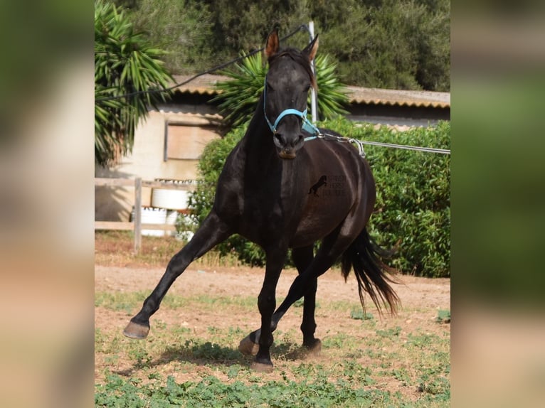 Andalusian Gelding 3 years 15 hh Black in Mallorca