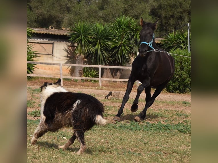 Andalusian Gelding 3 years 15 hh Black in Mallorca