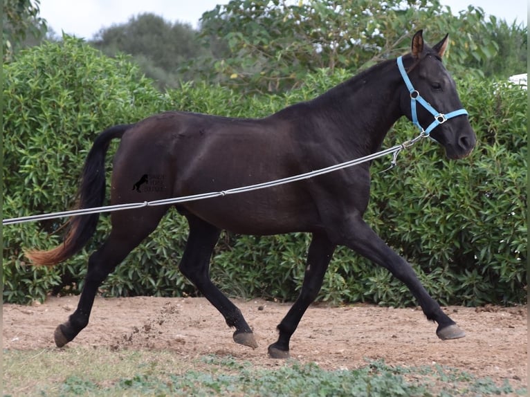 Andalusian Gelding 3 years 15 hh Black in Mallorca