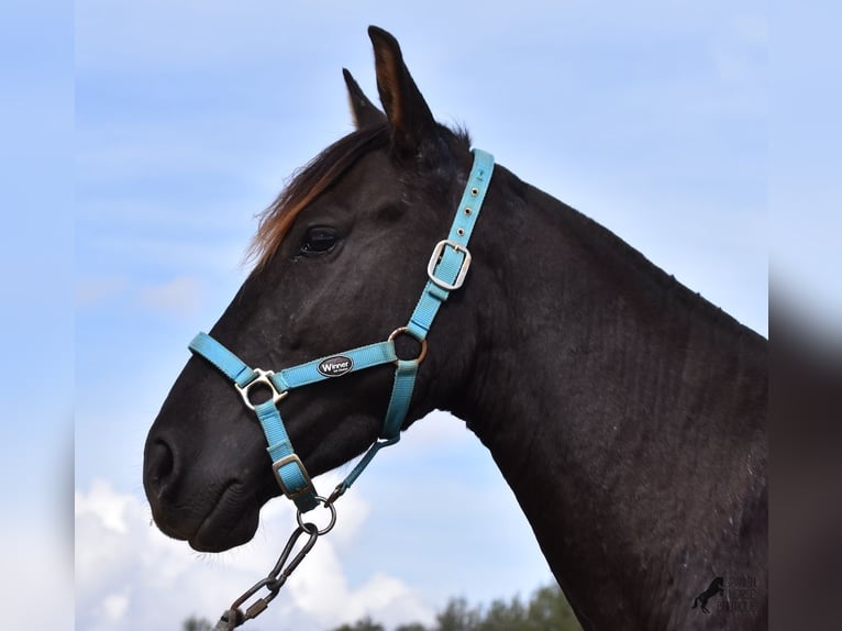 Andalusian Gelding 3 years 15 hh Black in Mallorca