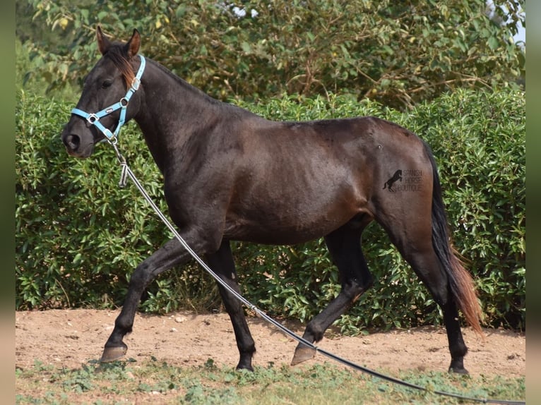 Andalusian Gelding 3 years 15 hh Black in Mallorca