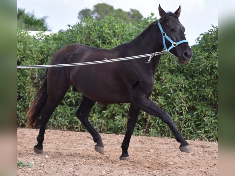 Andalusian Gelding 3 years 15 hh Black in Mallorca