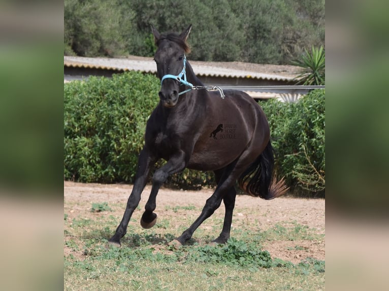 Andalusian Gelding 3 years 15 hh Black in Mallorca