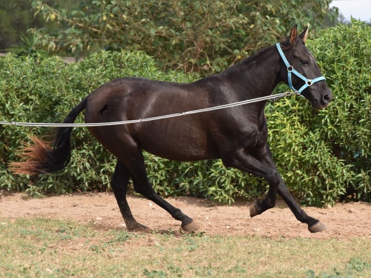 Andalusian Gelding 3 years 15 hh Black in Mallorca