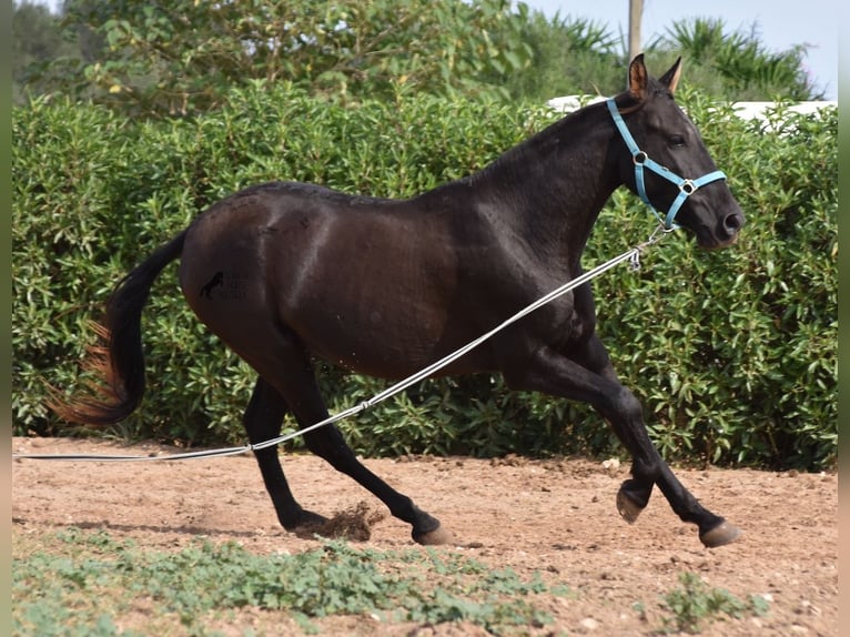 Andalusian Gelding 3 years 15 hh Black in Mallorca