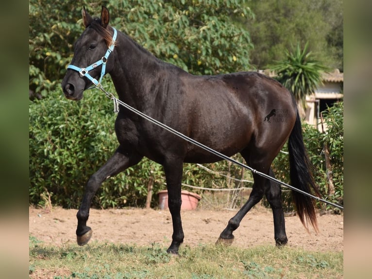 Andalusian Gelding 3 years 15 hh Black in Mallorca