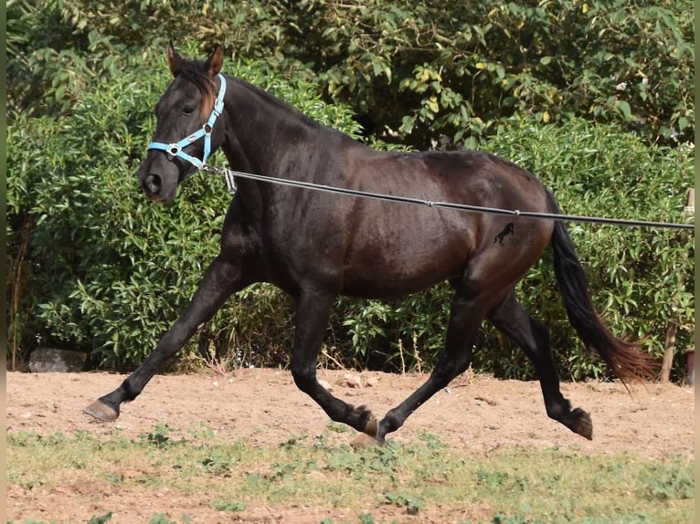 Andalusian Gelding 3 years 15 hh Black in Mallorca