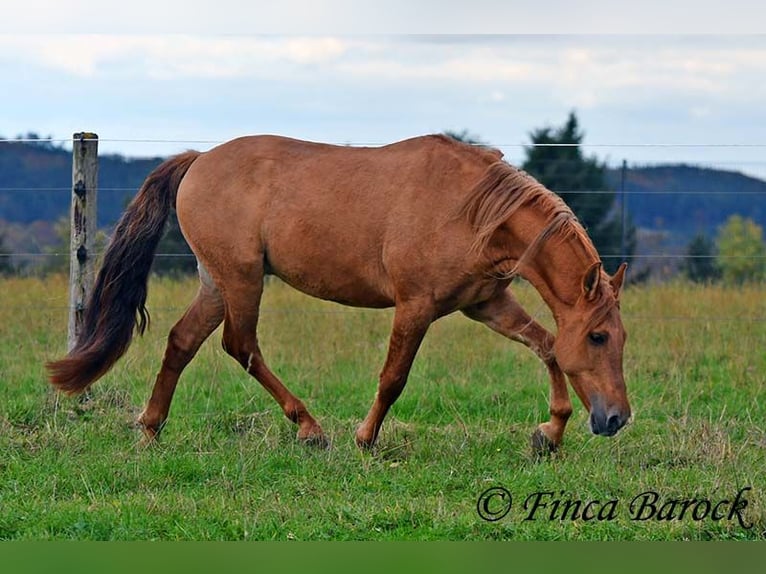 Andalusian Gelding 3 years 15 hh Chestnut-Red in Wiebelsheim Andalusian Gelding 3 years 15 hh Chestnut-Red in Wiebelsheim