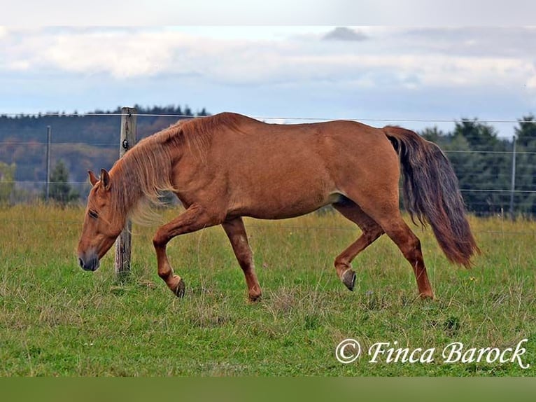 Andalusian Gelding 3 years 15 hh Chestnut-Red in Wiebelsheim Andalusian Gelding 3 years 15 hh Chestnut-Red in Wiebelsheim