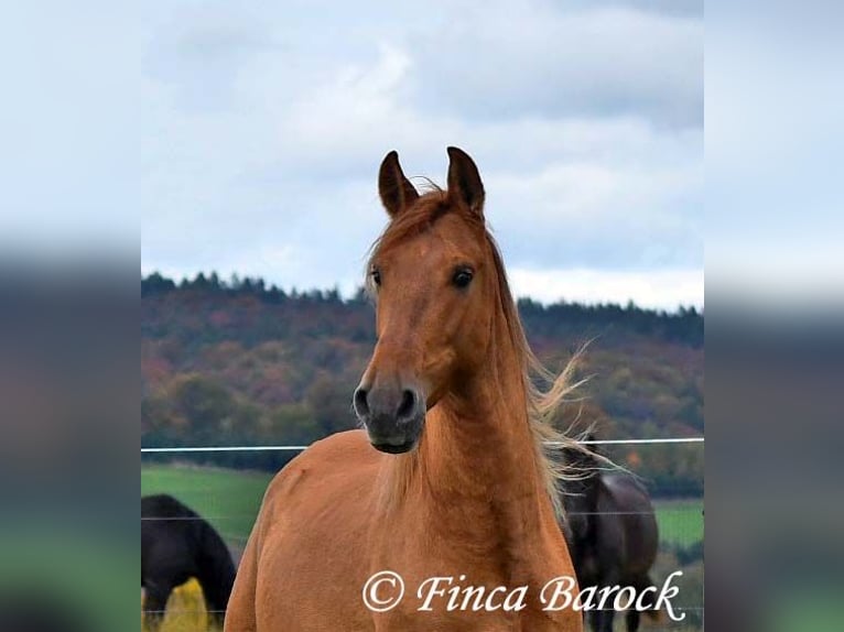 Andalusian Gelding 3 years 15 hh Chestnut-Red in Wiebelsheim Andalusian Gelding 3 years 15 hh Chestnut-Red in Wiebelsheim