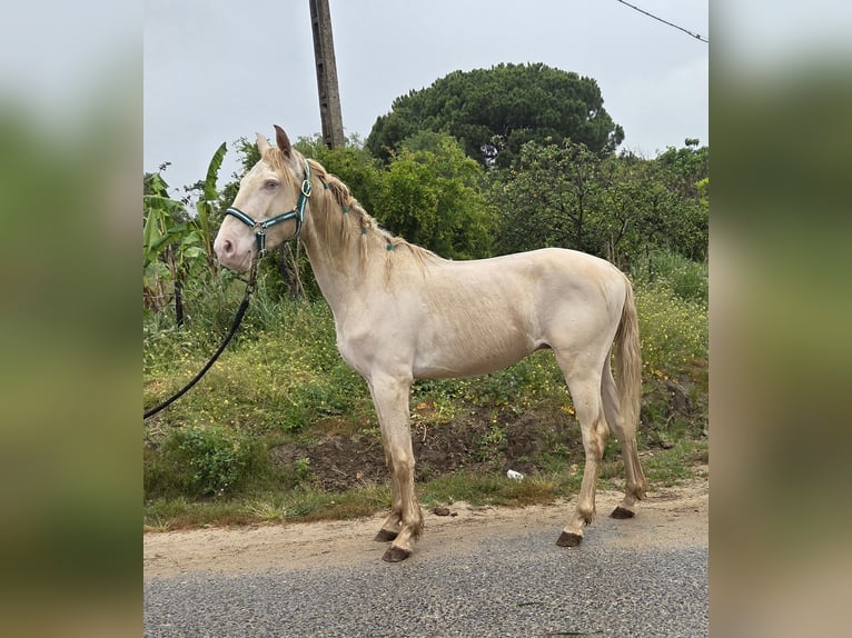 Andalusian Gelding 3 years 15 hh Cremello in Vejer de la Frontera