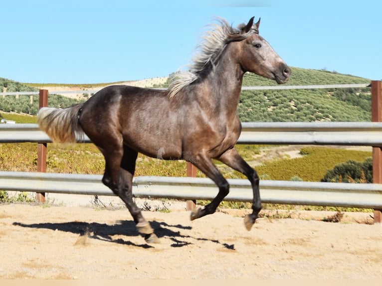 Andalusian Gelding 3 years 15 hh Gray in Miralvalles