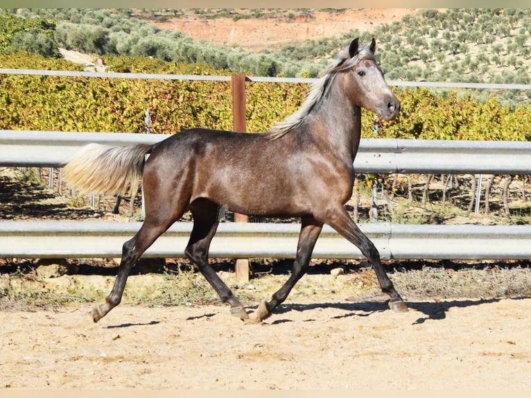 Andalusian Gelding 3 years 15 hh Gray in Miralvalles