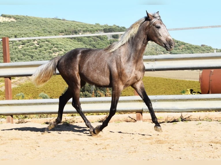 Andalusian Gelding 3 years 15 hh Gray in Miralvalles