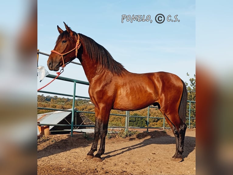 Andalusian Gelding 3 years 15,1 hh Brown in Chiclana de la Frontera Andalusian Gelding 3 years 15,1 hh Brown in Chiclana de la Frontera