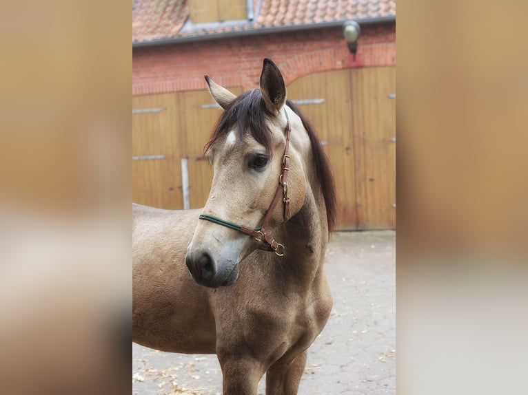 Andalusian Gelding 3 years 15,1 hh Buckskin in B&#xF6;tersen