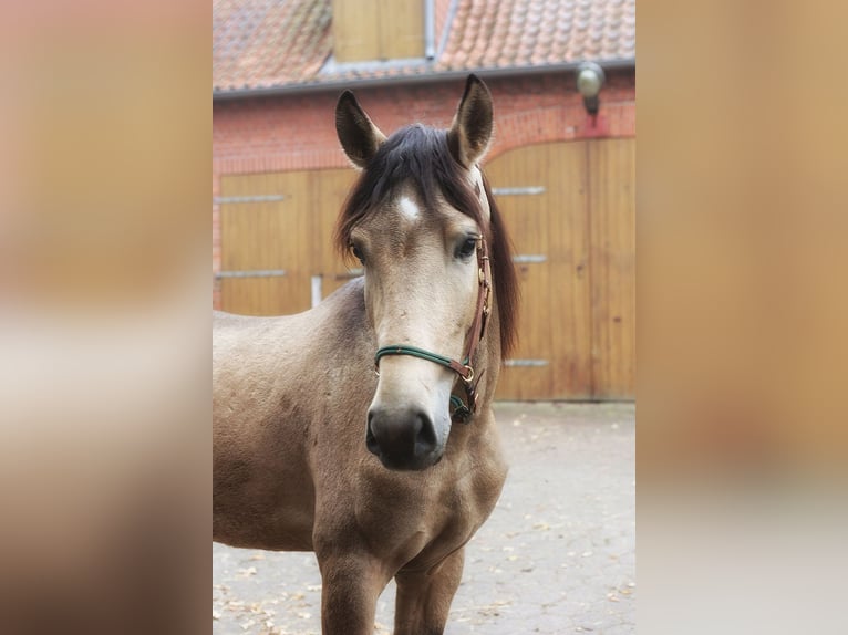 Andalusian Gelding 3 years 15,1 hh Buckskin in Teldau