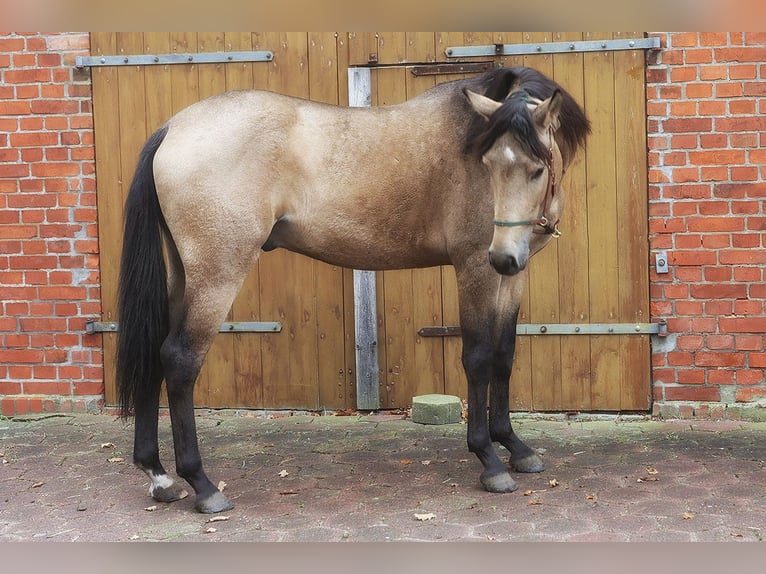 Andalusian Gelding 3 years 15,1 hh Buckskin in Teldau