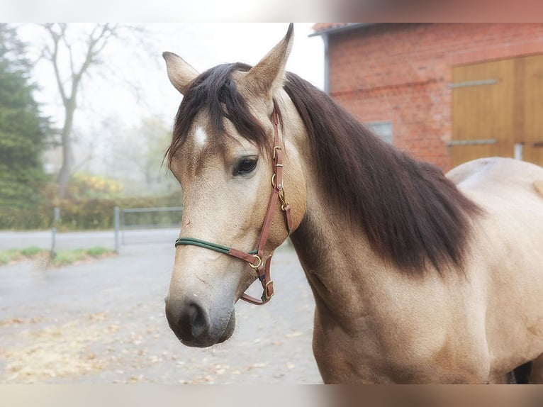 Andalusian Gelding 3 years 15,1 hh Buckskin in Teldau