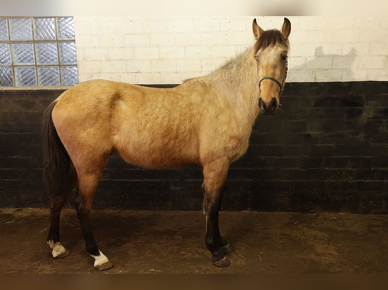 Andalusian Gelding 3 years 15,1 hh Buckskin in Teldau