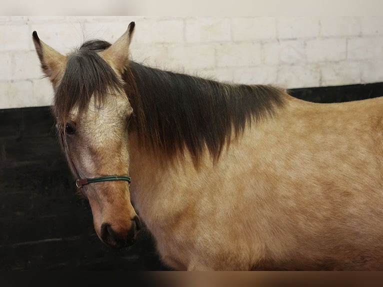 Andalusian Gelding 3 years 15,1 hh Buckskin in Teldau