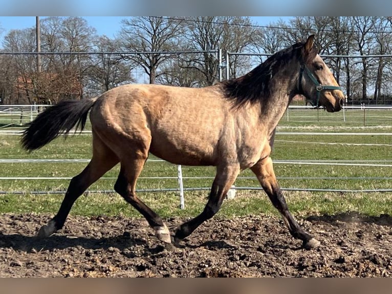 Andalusian Gelding 3 years 15,1 hh Buckskin in Teldau