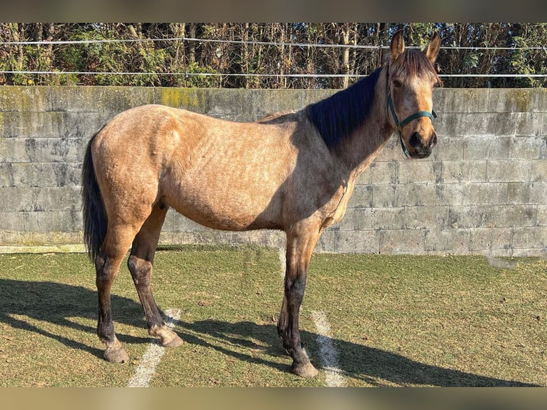 Andalusian Gelding 3 years 15,1 hh Buckskin in Teldau