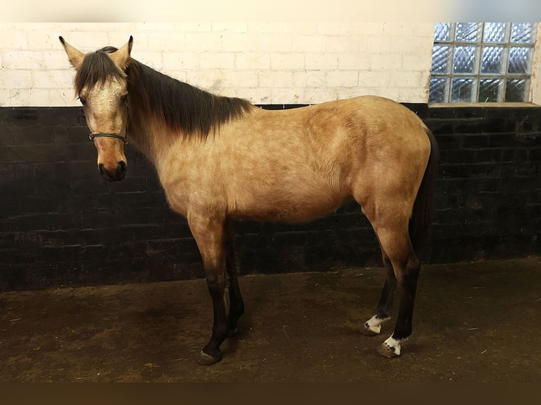 Andalusian Gelding 3 years 15,1 hh Buckskin in Teldau