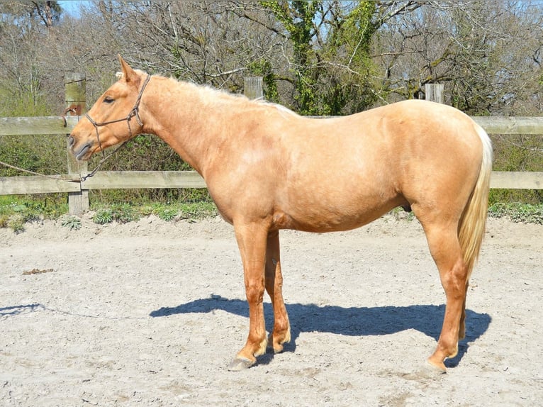 Andalusian Gelding 3 years 15,1 hh Palomino in Labatut