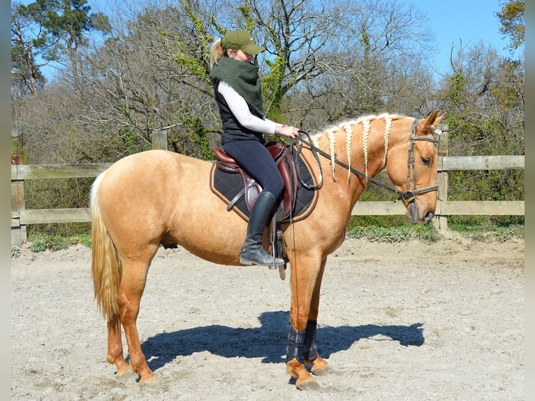 Andalusian Gelding 3 years 15,1 hh Palomino in Labatut