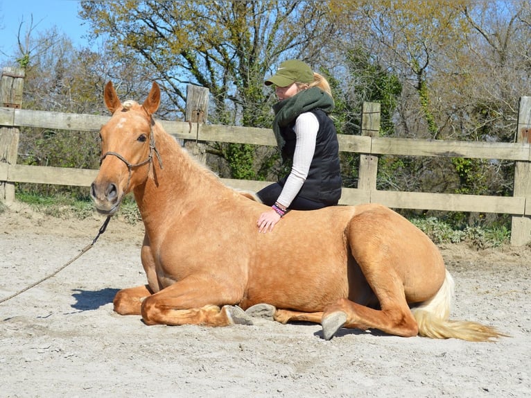 Andalusian Gelding 3 years 15,1 hh Palomino in Labatut