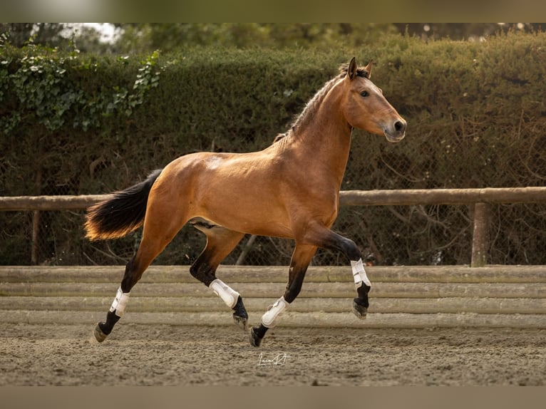Andalusian Gelding 3 years 15,2 hh Brown in Barcelona