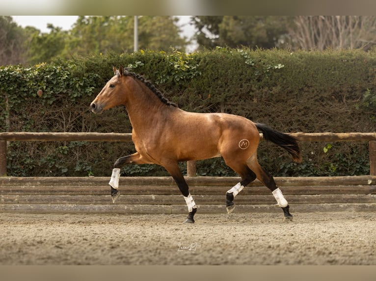 Andalusian Gelding 3 years 15,2 hh Brown in Barcelona