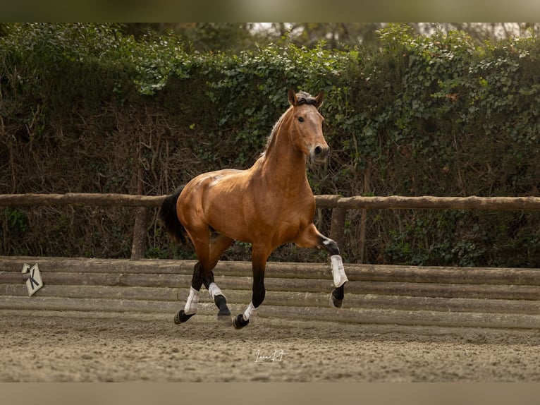 Andalusian Gelding 3 years 15,2 hh Brown in Barcelona