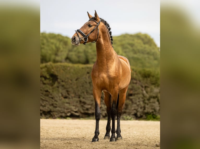 Andalusian Gelding 3 years 15,2 hh Brown in Barcelona