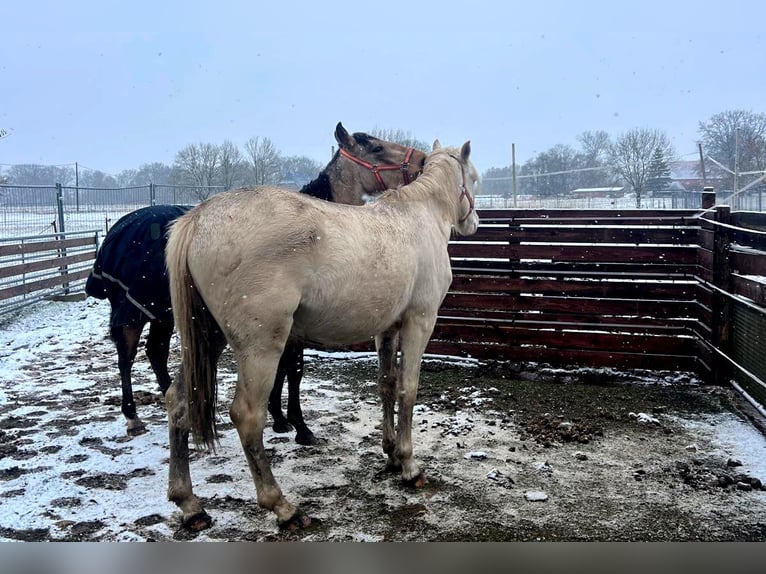 Andalusian Gelding 3 years 15,2 hh Cremello in Teldau