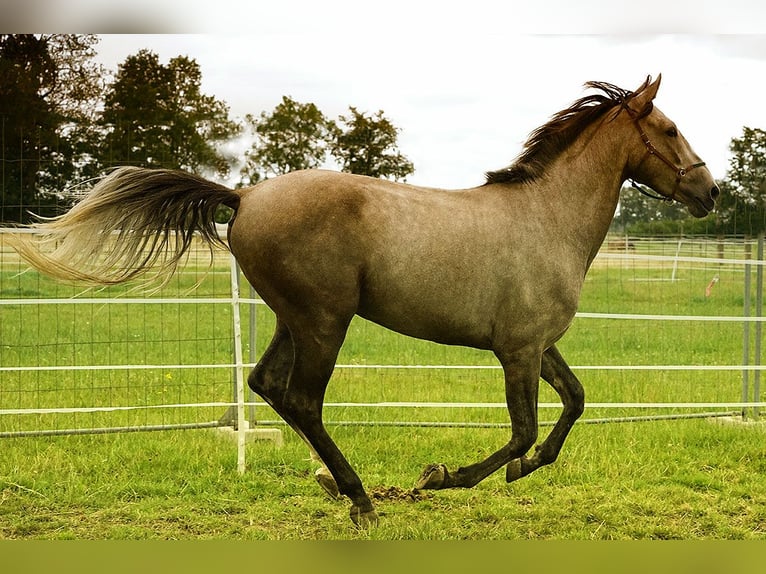 Andalusian Gelding 3 years 15,3 hh Buckskin in Neuhaus
