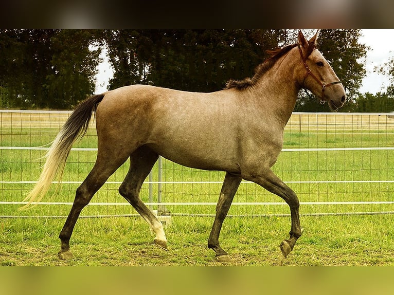 Andalusian Gelding 3 years 15,3 hh Buckskin in Neuhaus