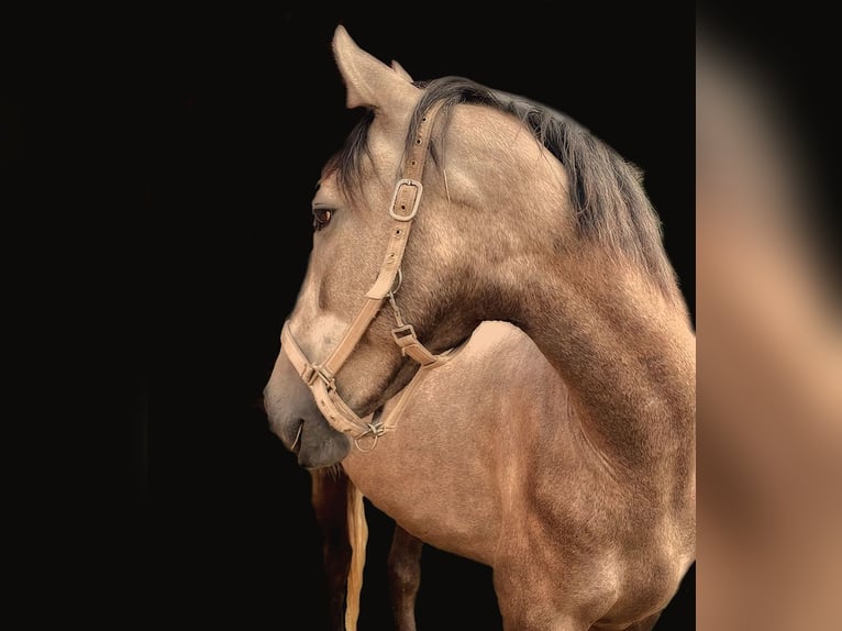 Andalusian Gelding 3 years 15,3 hh Buckskin in Neuhaus