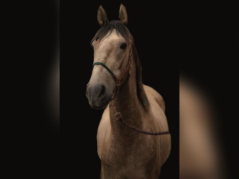 Andalusian Gelding 3 years 15,3 hh Buckskin in Neuhaus