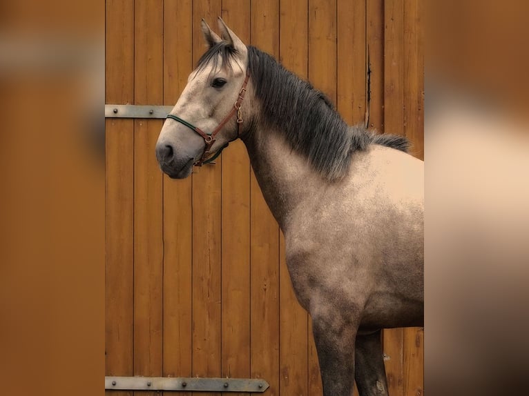 Andalusian Gelding 3 years 15,3 hh Buckskin in Neuhaus