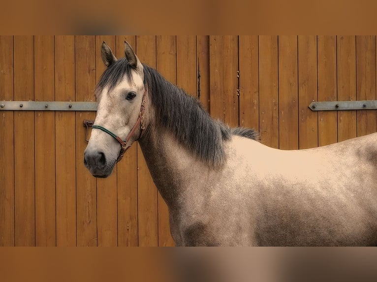 Andalusian Gelding 3 years 15,3 hh Buckskin in Neuhaus