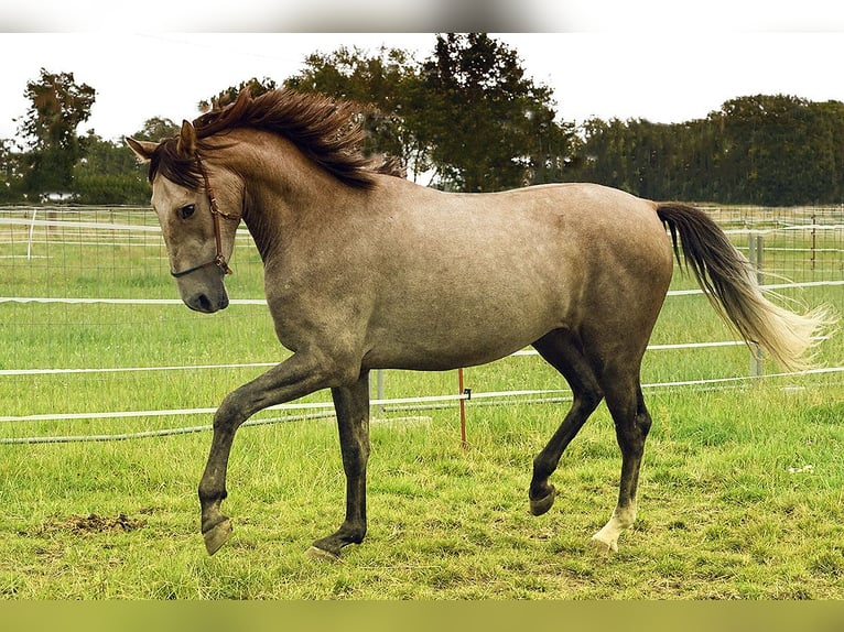 Andalusian Gelding 3 years 15,3 hh Buckskin in Neuhaus