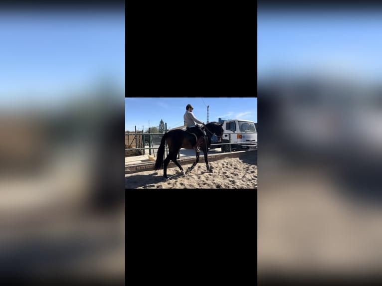 Andalusian Gelding 3 years 16,1 hh Brown in Pizarra