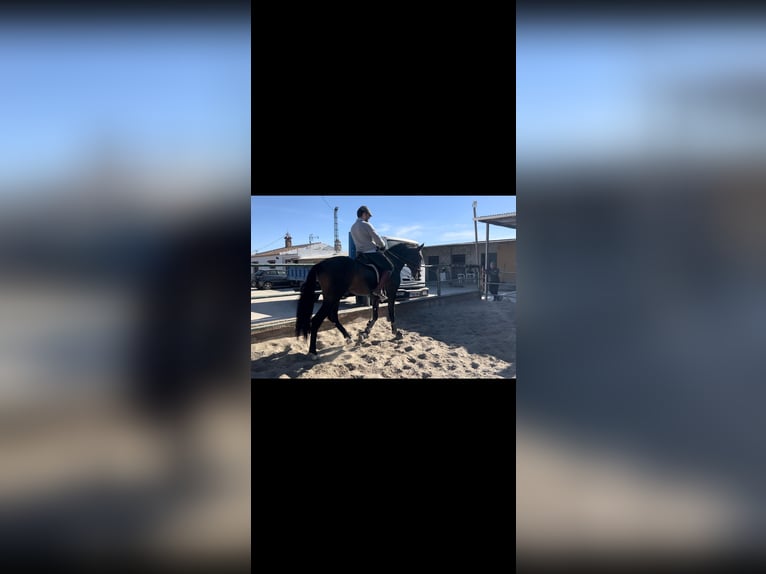 Andalusian Gelding 3 years 16,1 hh Brown in Pizarra