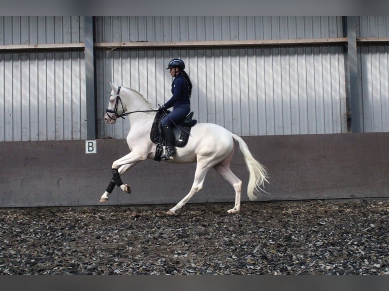 Andalusian Mix Gelding 3 years 16,1 hh Cremello in Den Haag