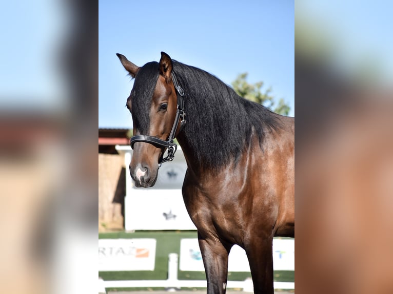 Andalusian Gelding 3 years 16 hh Brown in Fuenlabrada